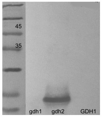 Western blot using anti-GDH2 antibodies